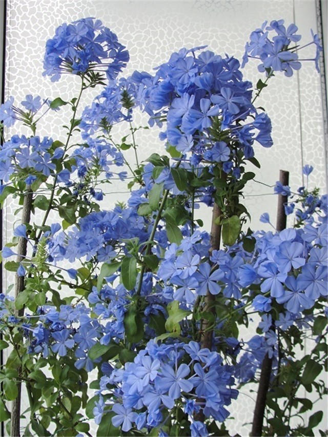 plumbago